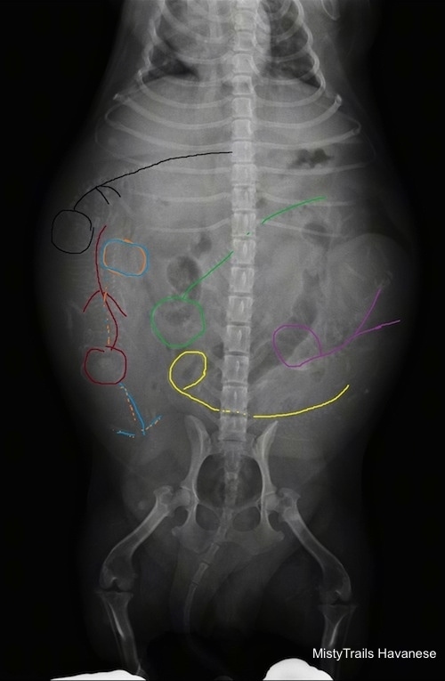 Top Down - X-ray of puppies in dam - Puppies are highlighted