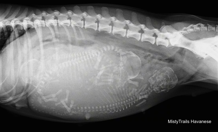 Side View X-ray - three puppy skeletons are visible