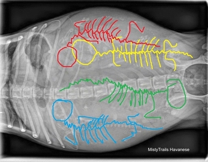 Top Down - X-ray of  four puppy skeletons with outlined