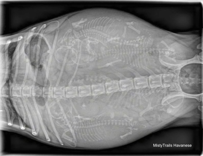 Top Down - X-ray of a dam with puppies in her belly