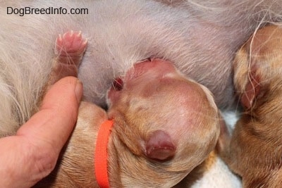 Close Up - Healthy puppy nursing