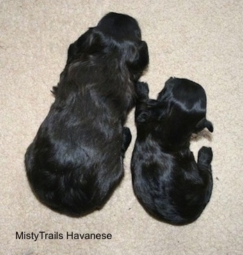 Two puppies laying on a carpet next to each other, one is a lot smaller than the other
