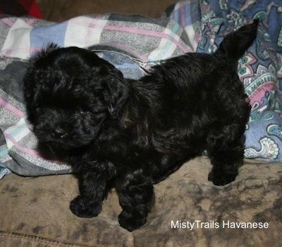 Puppy shown here at 8 weeks old standing on the floor with a blanket behind her