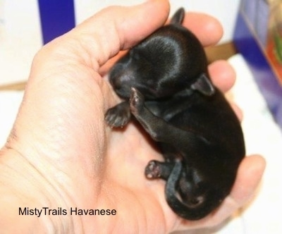 Close Up - Puppy curled up in the hands of a person