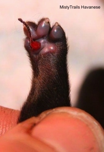 Close Up - Umbilical Cord on a puppy's paw being held up by a person