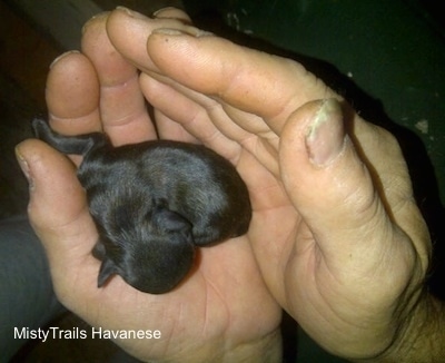 Close Up - Puppy born very small is in the hands of a person