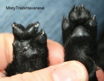 Right Paw has the normal amount of toes and the left has one less toe