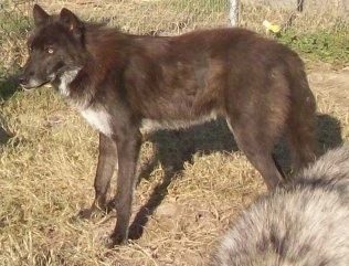 The left side of a black Wolfdog that is standing in grass and it is looking to the left. It has golden eyes and small perk ears.