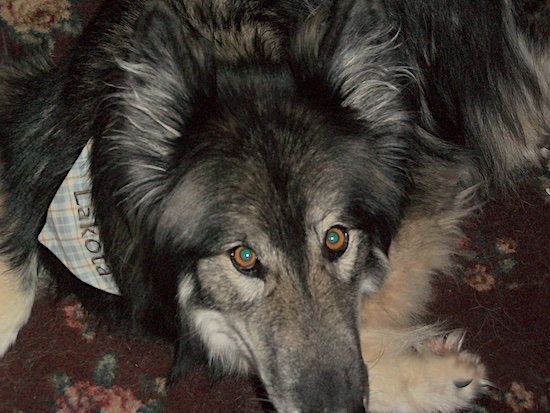 Close up head shot - A black with tan Wolfdog is laying on a floral rug and it is wearing a bandana that says 'Lakota'. It has light brown eyes.