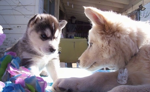 A Wolf hybrid puppy is laying on a rug across from a tan Wolf Husky. Both dogs have thick coats and blue eyes.