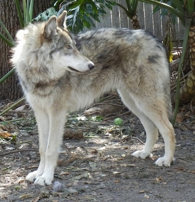 brown wolf hybrid
