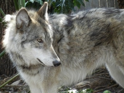 The left side of a grey and white Wolf Dog that is in front of a wooden fence looking to the right. It has yellow eyes, perk ears and a thick gray coat, a long snout and a black nose.