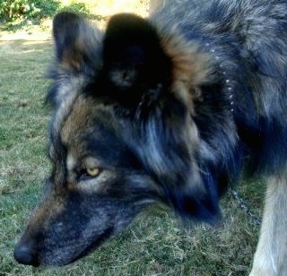 Close up - The left side of a black and tan Wolfdogs face that is walking across grass. It is holding its head low and its eyes are golden yellow.