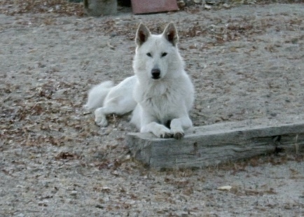 A white German Shepherddog/Husky mix is laying in a dirt field and its front paws are on a log. It has small perk ears and dark slanty eyes.