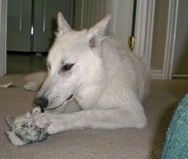 A white Wolfdog is laying on a carpet and it is looking down at a toy in between its front paws. Its large perk ears are pinned back.