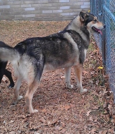 The back right side of a black and tan German Shepherd/Malamute mix that is standing in front of a gate and a yard covered in brown leaves.