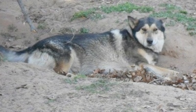The right side of a German Shepherd/Malamute mix that is laying in a dirt hole and it is looking forward. It has small perk ears and slanty brown eyes.