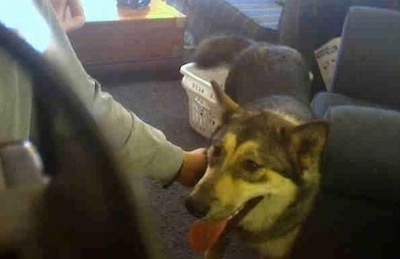 A German Shepherd/Malamute mix is standing on a carpeted floor, it is panting and a person is touching its side.