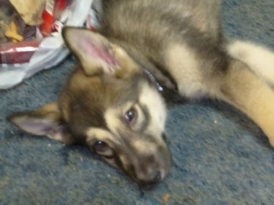 Close up - A black and tan German Shepherd/Malamute mix is laying down on a carpet and it is looking forward.
