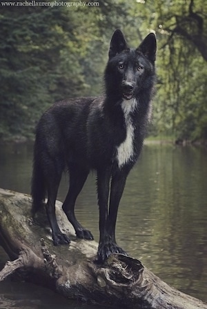 black wolf hybrid