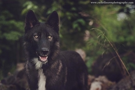 Close up - A black with white Wolfdog is looking forward and its mouth is open. The Wolfdog is standing in the woods and its eyes are glowing yellow.