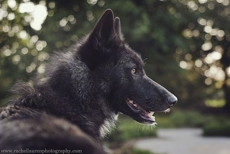Side view head shot of a Wolfdog that is looking to the right with its mouth open. Its nose is black and its eyes are yellow.