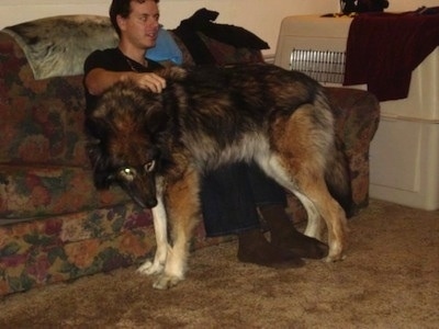 The left side of a Wolfdog that is standing on a carpet and leaning against a persons leg that is sitting on a couch. It is holing its head low and its eyes are yellow.