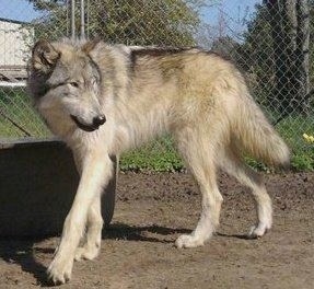 The left side of a thick coated Wolfdog that is walking across a dirt surface and there is a chainlink fence behind it. It is looking to the right. Its nose is black and its tail is being held low.