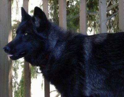 The left side of a black Wolfdog that is standing in front of a wooden porch.