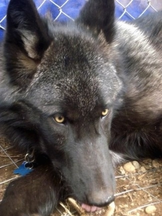 Close up - A black Wolfdog is laying down in a cage and it is looking forward. It has golden brown eyes.
