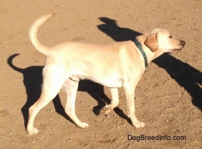 A yellow Labrador Retriever is walking across dirt and looking forward with its tail up. There is a shadow of a person in front of it.