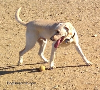 A yellow Labrador Retriever is circling a tennis ball in dirt and its mouth is open and tongue is out