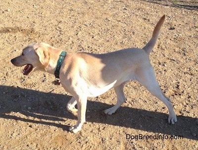 A yellow Labrador Retriever is standing in dirt and it is pointing to the left. Its mouth is open.