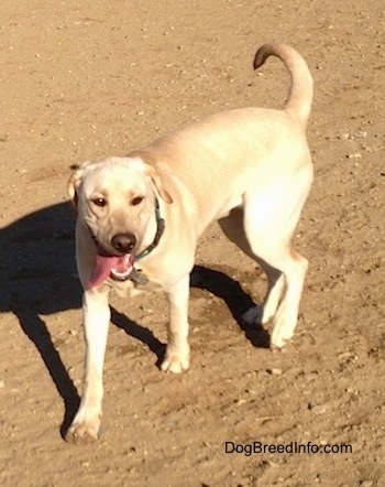 A yellow Labrador Retriever is wearing a green collar walking on dirt and its mouth is open and tongue is out and tail is up.