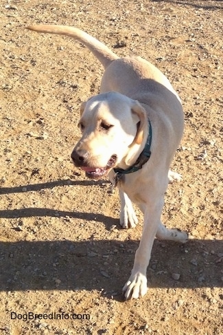 A yellow Labrador Retriever is walking in dirt and its mouth is open. It is looking to the left.