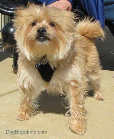 Front view of a furry tan small dog with a black nose and dark eyes wearing a black harness with a person holding its collar.