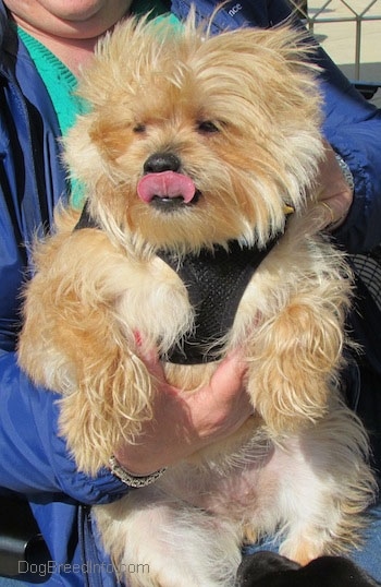 A tan Yoranian is wearing a black harness, it is looking forward and it is licking its muzzle. It has a long thick coat, a black nose and dark eyes.