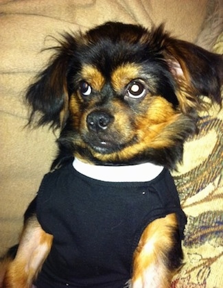 A black with brown Yorkinese dog laying on its back on a couch, it is wearing a black with white shirt and it is looking up. It has wide round eyes, a black nose and black lips.