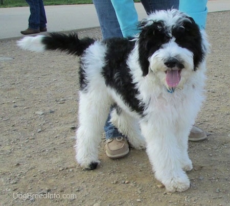 The front right side of a thick-coated, white and black Yorkiepoo dog standing across a dirt surface and it is panting. There is a person in a blue shirt bending over behind the dog.