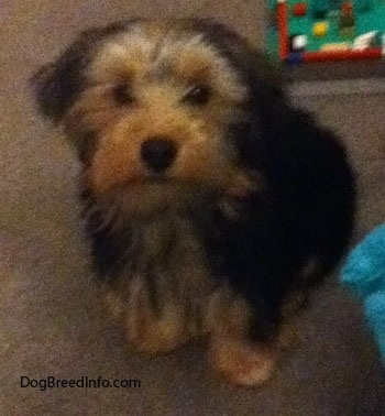 Top down view of a black with brown Yorkshire Terrier puppy that is sitting on a carpeted floor and it is looking up. Its ears are hanging down to the sides, its nose is black and its eyes are dark.