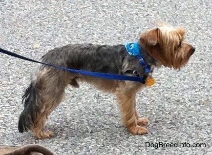 The right side of a black with brown Yorkshire Terrier that is wearing a blue bandana and it is standing across a stone surface. It has a long tail that is almost touching the ground. Its small ears are folded over to the sides.