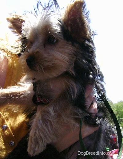 Close up - A long coated, black with brown Yorkshire Terrier puppy that is being held in the arm of a person.