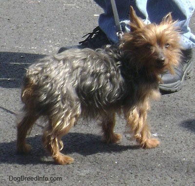 The back right side of a scruffy looking black and brown Yorkshire Terrier that is standing across a parking lot and it is looking forward. It has perk ears, a black nose and squinty eyes. Its tail is docked short. There is a person standing behind it.