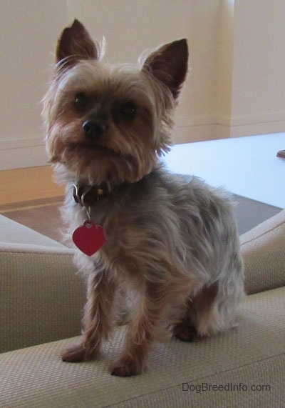 The front left side of a black and brown teacup Yorkie that is sitting across the back of a couch and it is looking forward. It has thicker hair on its head making it look square and pointy perk ears.