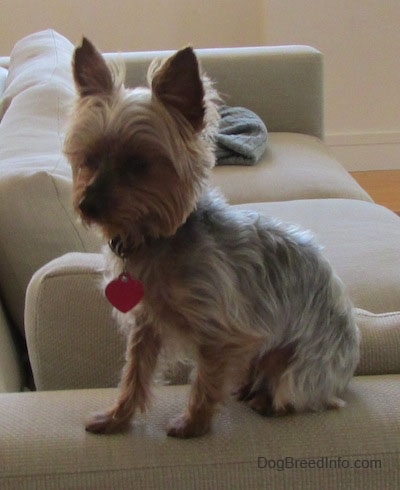 The left side of a white and black and tan teacup Yorkie dog sitting across the arm of a couch. It is looking down and to the left.