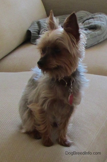 The front right side of a white and black with brown teacup Yorkie that is sitting across a couch cushion and it is looking to the left.