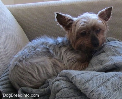 The right side of a white and black with brown teacup Yorkie that is laying on top of a sweater on top of a cushion. Its perk ears are set wide apart.