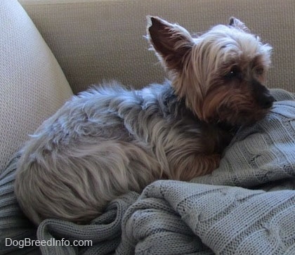 The back right side of a white and black with brown teacup Yorkie that is laying across a gray sweater that is on top of a couch.