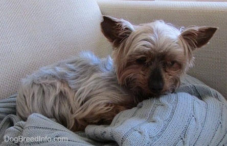 The right side of a white and black with brown Yorkie that is laying across a sweater and it is looking down at the sweater. It has perk ears that stand out to the sides with a wide forehead.