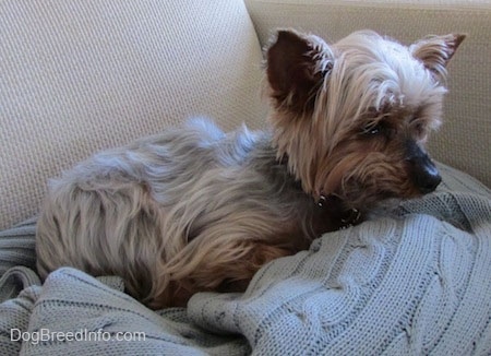 The back right side of a light cream colored and black with brown Yorkshire Terrier that is laying on top of a sweater and it is looking forward and down.